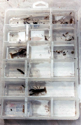 'Critters' -- ready for counting 'Critters' -- ready for counting