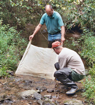 Volunteers netting a sample Volunteers netting a sample